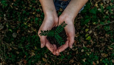 Two hands holding a small plant