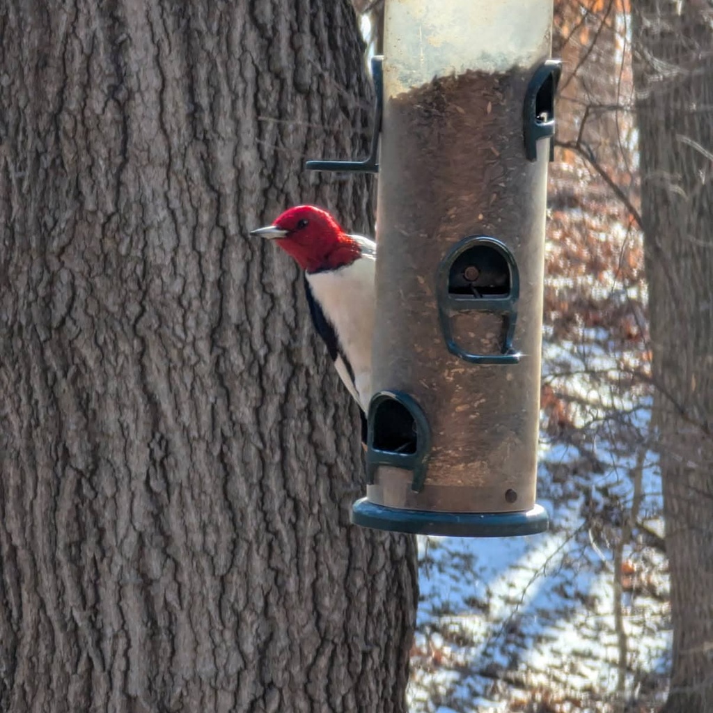 Winter Woodpeckers promotional image