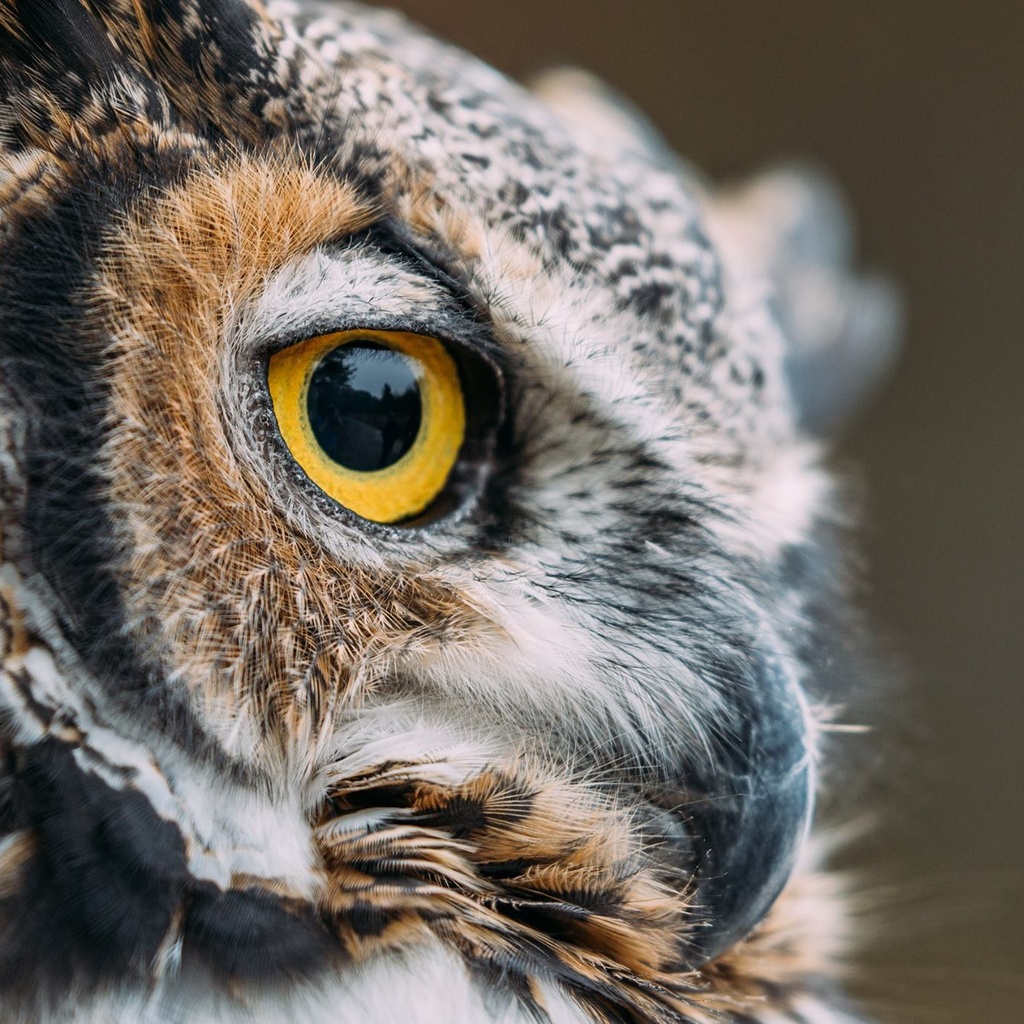 Owl Prowl promotional image