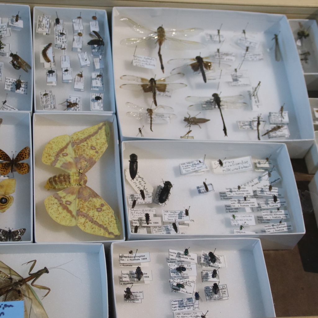 Entomology Lab Insect Collection Showcase promotional image