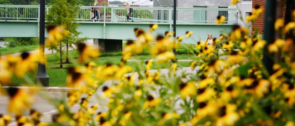Flowers outside of the pedestrian bridge near the IMU