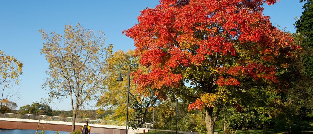 A tree with red leaves near the pedestrian bridge alongside the Iowa River