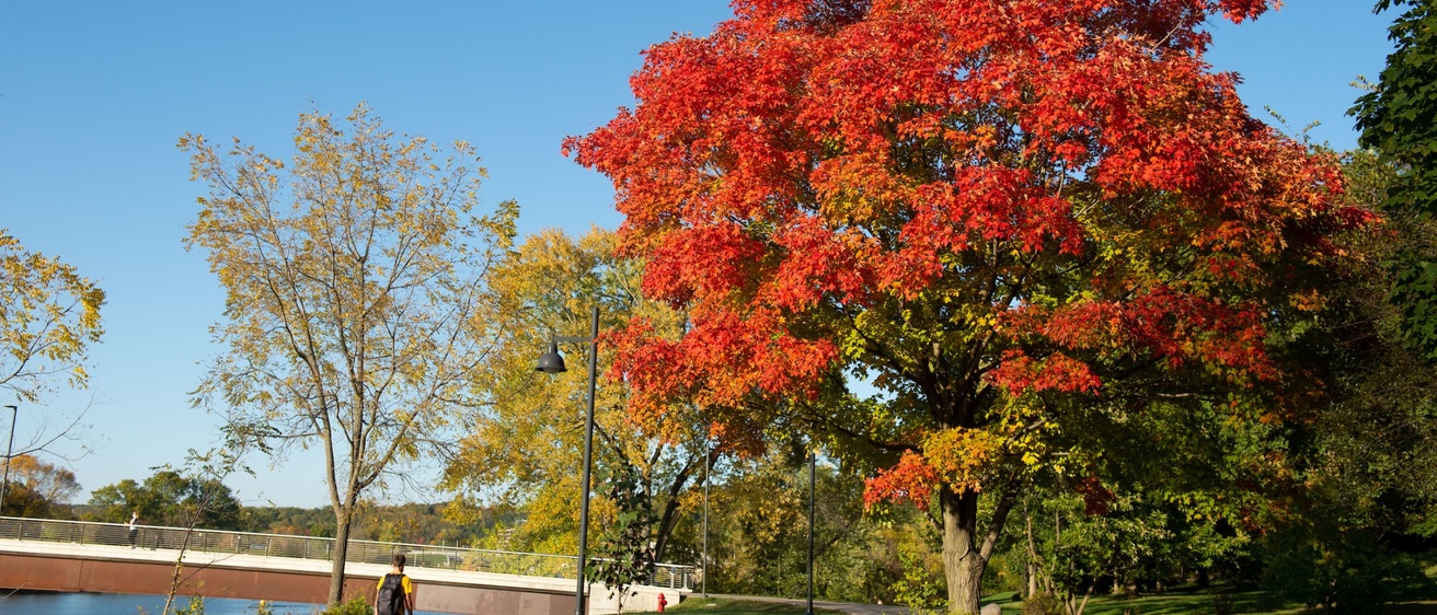 A tree with red leaves near the pedestrian bridge alongside the Iowa River